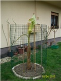 banana - lat. musa basjoo
